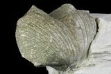 Pyrite Replaced Brachiopod (Paraspirifer) Fossil on Shale - Ohio #136657-1